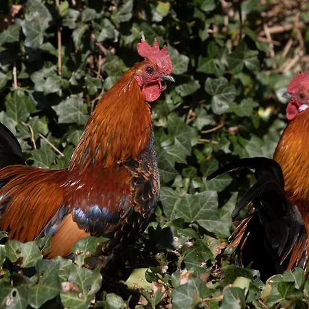 Meschermolen 9 Apartamento *