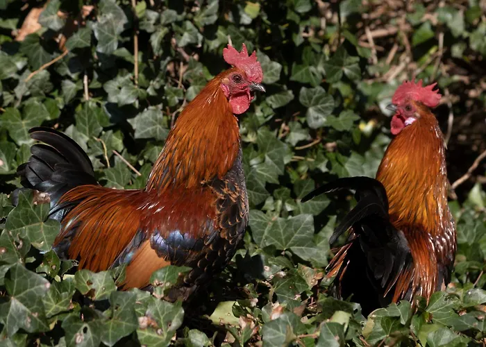 Meschermolen 9 شقة *